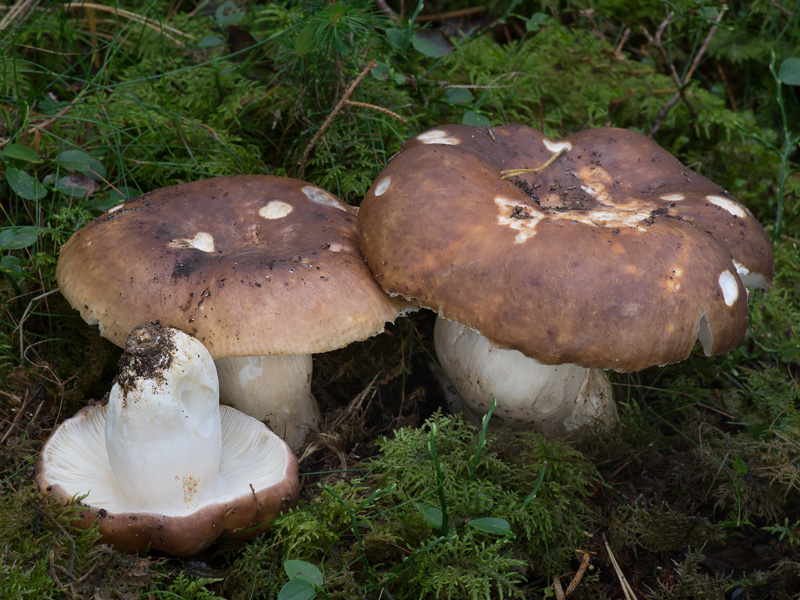 Russula mustelina